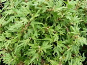 Hedera helix 'Dyinni'