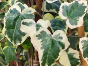 Hedera helix 'Elegantissima'