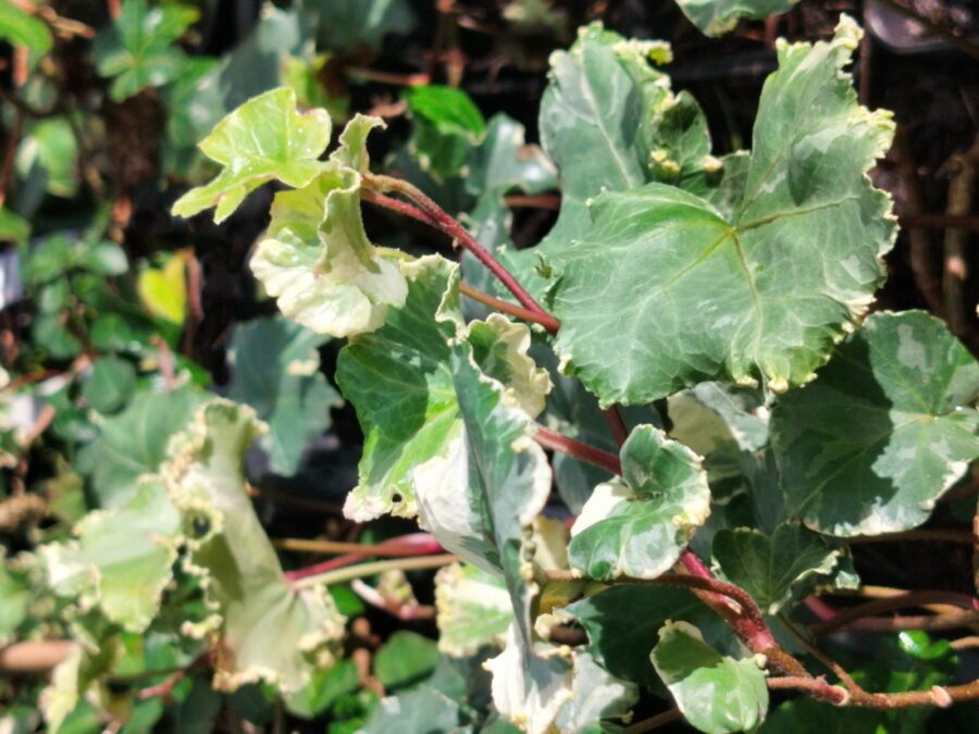 Hedera helix 'Elfenbein'