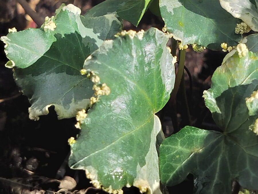 Hedera helix 'Elfenbein'