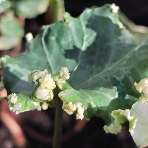 Hedera helix ‘Elfenbein’ – Lierre d’ornement