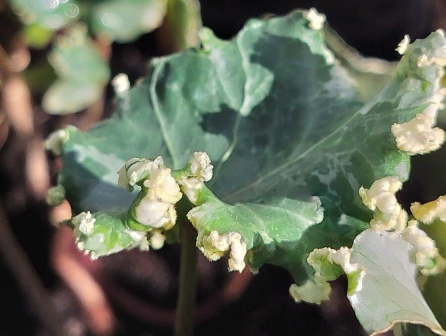 Hedera helix 'Elfenbein'