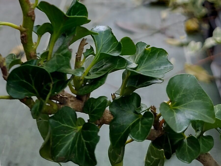 Hedera helix 'Erecta'