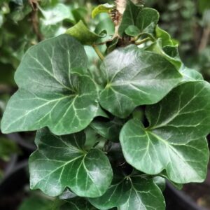 Hedera helix ‘Erecta’ – Lierre d’ornement