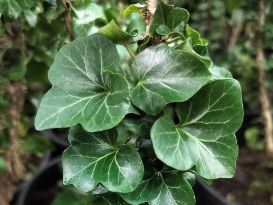 Hedera helix 'Erecta'