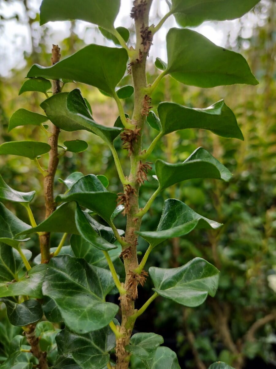 Hedera helix 'Erecta'