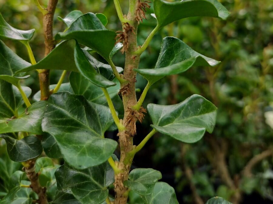 Hedera helix 'Erecta'