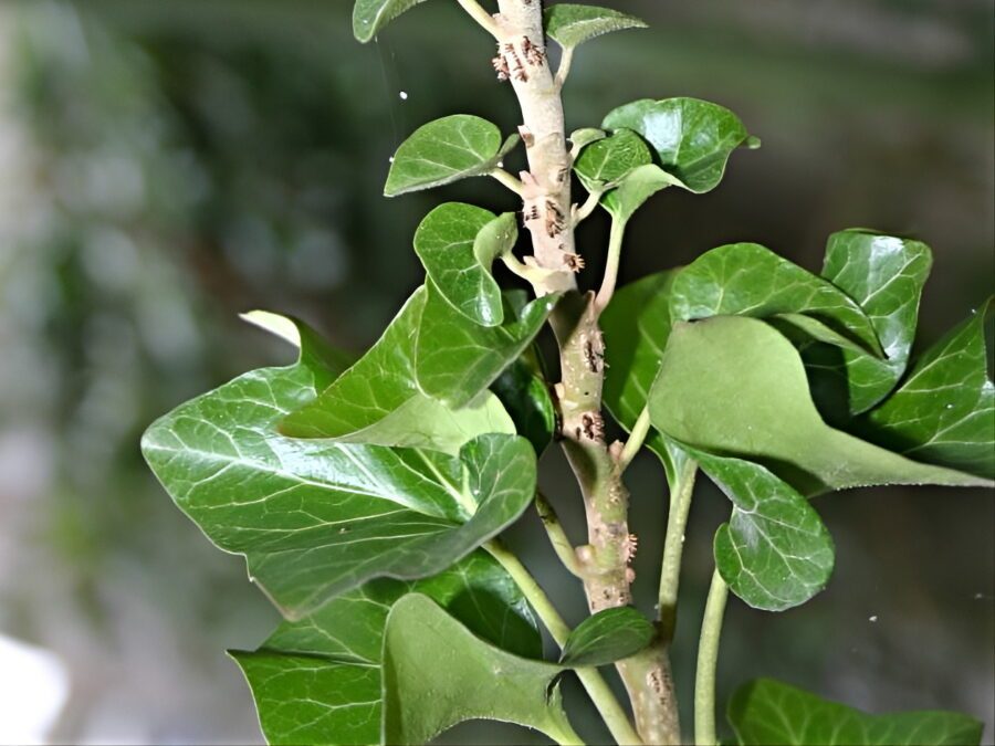 Hedera helix 'Erecta'