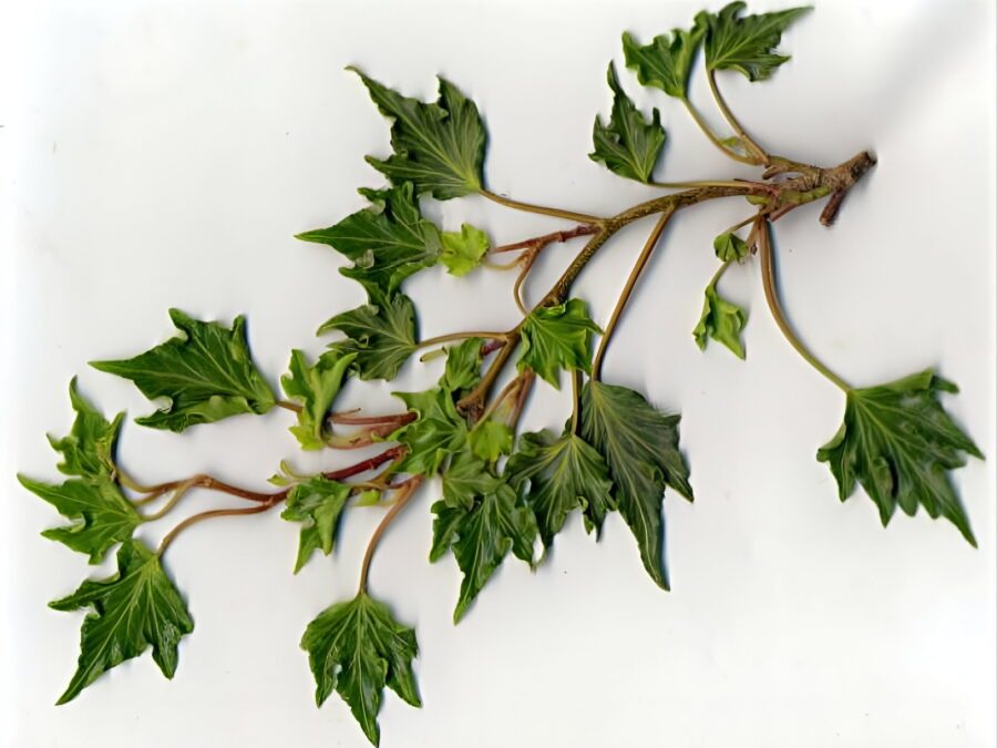 Hedera helix 'Fandango'