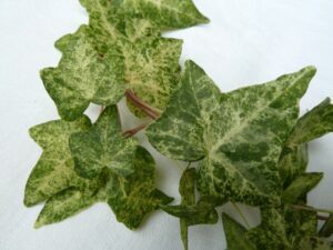 Hedera helix 'Fantasia'