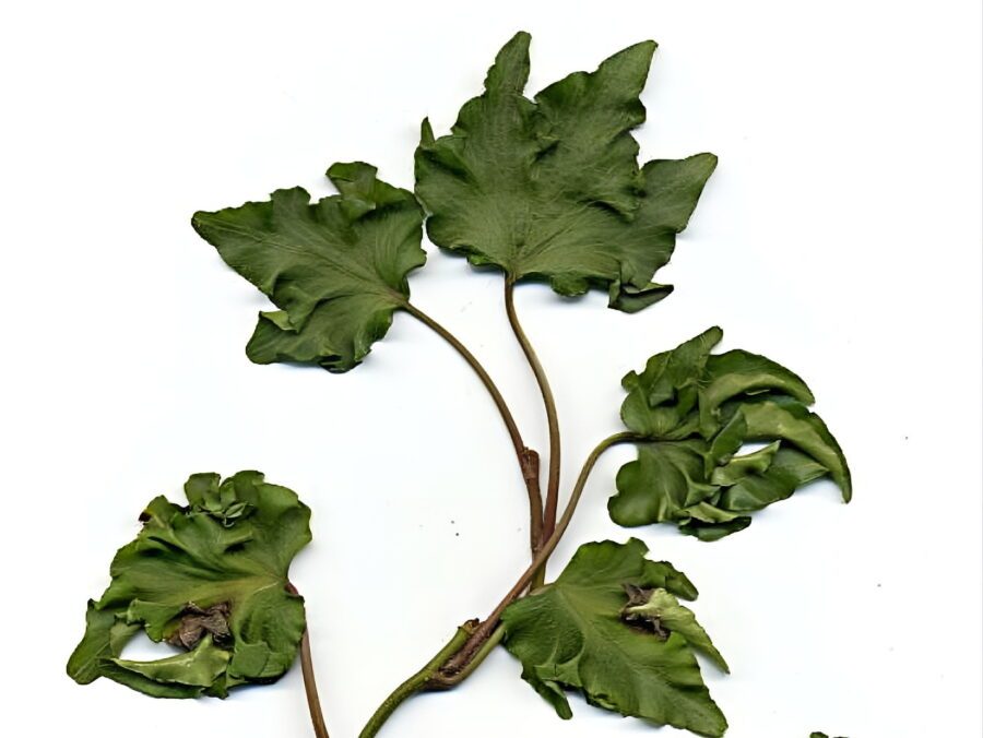 Hedera helix 'Filigran'