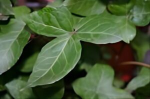 Hedera helix 'Fleur De Lys'