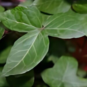 Hedera helix ‘Fleur De Lys’ – Lierre d’ornement