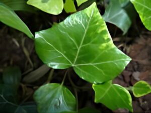 Hedera helix 'Frodo'