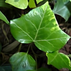 Hedera helix 'Frodo' - Ornamental ivy