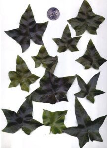 Hedera helix 'Garland'