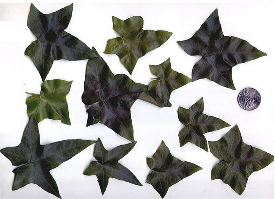 Hedera helix 'Garland'