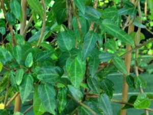 Hedera helix 'Gavotte'