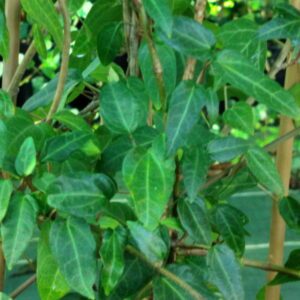 Hedera helix ‘Gavotte’ – Lierre d’ornement