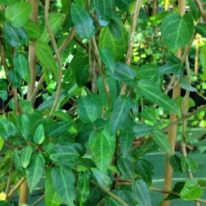 Hedera helix ‘Gavotte’ – Lierre d’ornement