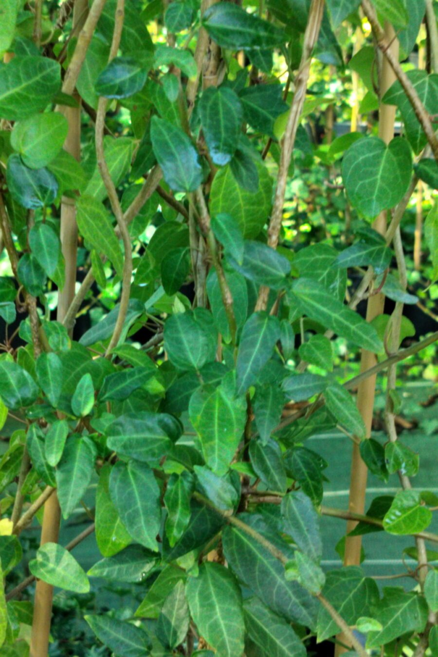 Hedera helix 'Gavotte'