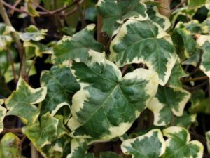 Hedera helix 'Gilded Hawke'