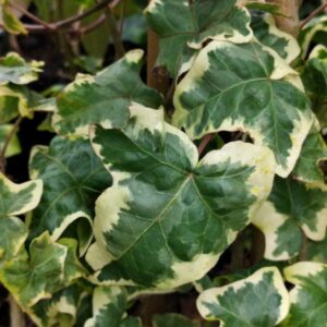 Hedera helix ‘Gilded Hawke’ – Lierre d’ornement