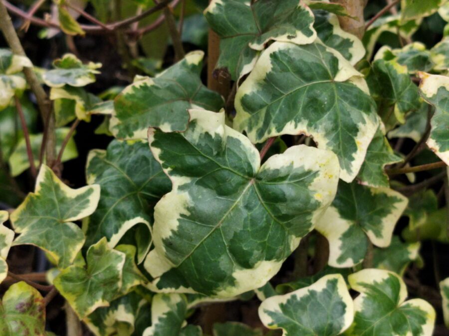 Hedera helix 'Gilded Hawke'