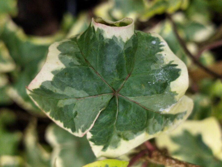 Hedera helix 'Gilded Hawke'