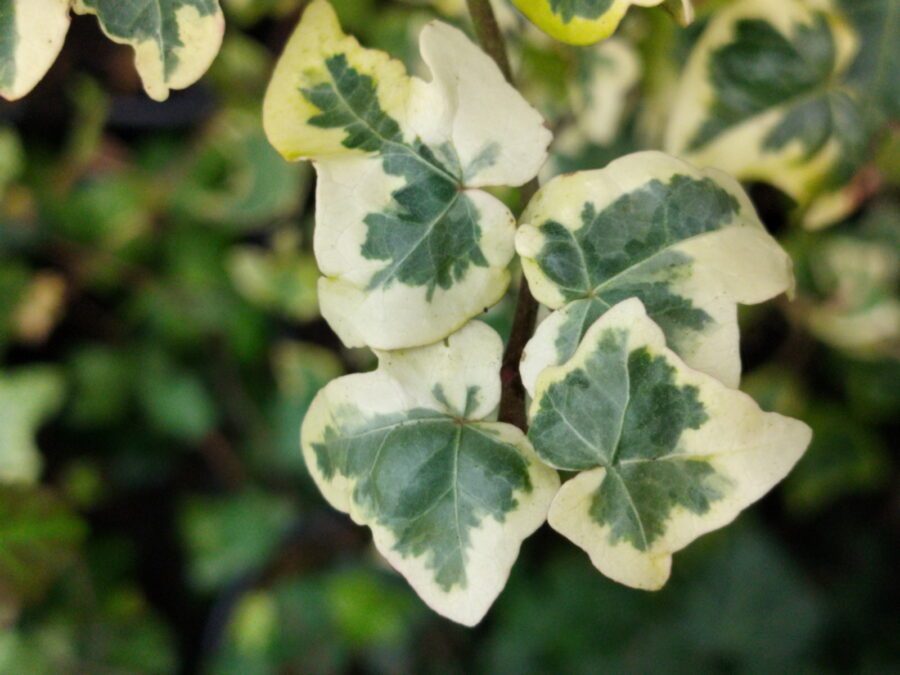 Hedera helix 'Gilded Hawke'