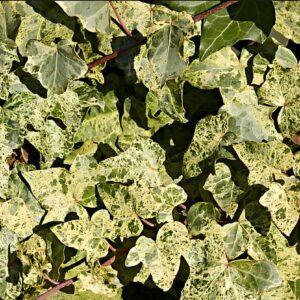 Hedera helix ‘Gold Dust’ – Lierre d’ornement