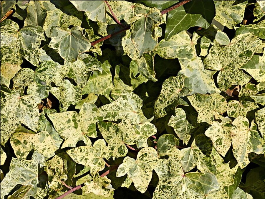 Hedera helix 'Gold dust'