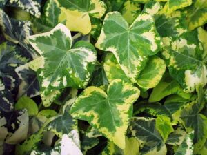 Hedera helix 'Golden Ingot'