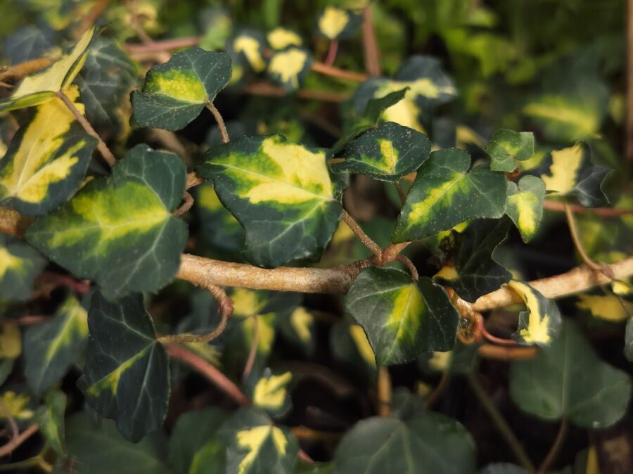 Hedera helix 'Goldheart'