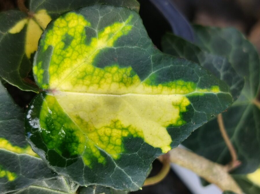 Hedera helix 'Goldheart'