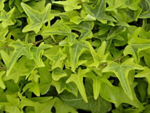 Hedera helix 'Goldstern'