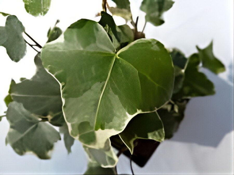 Hedera helix 'Hahn's Variegated'