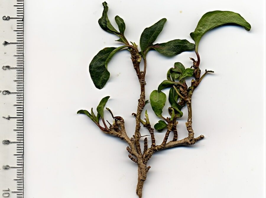 Hedera helix 'Hedge Hog'