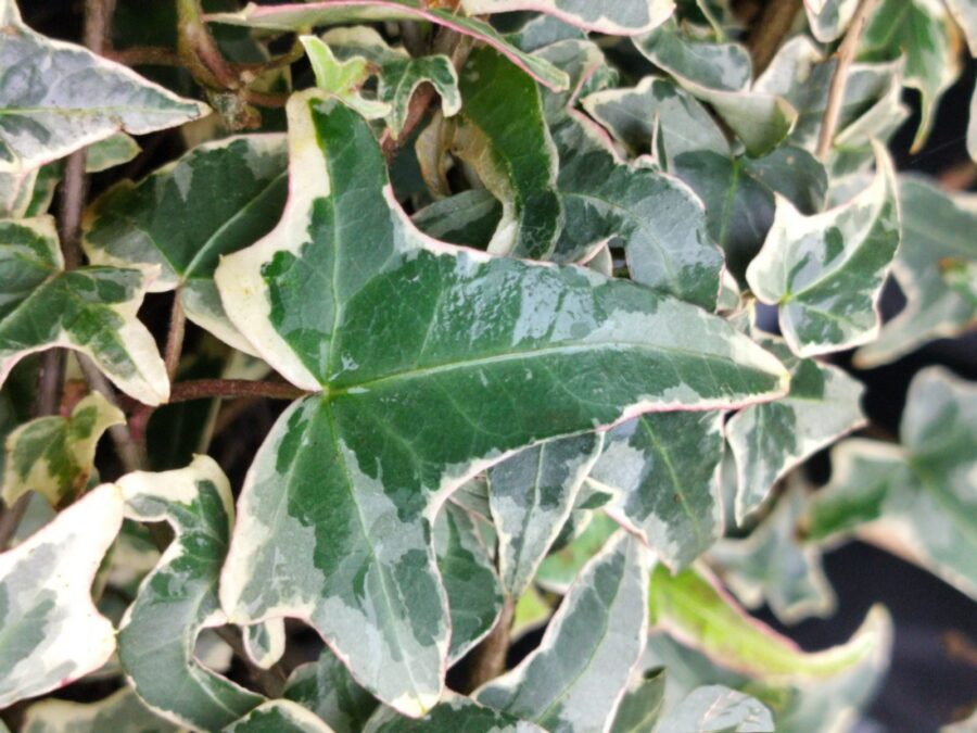 Hedera helix 'Helena'