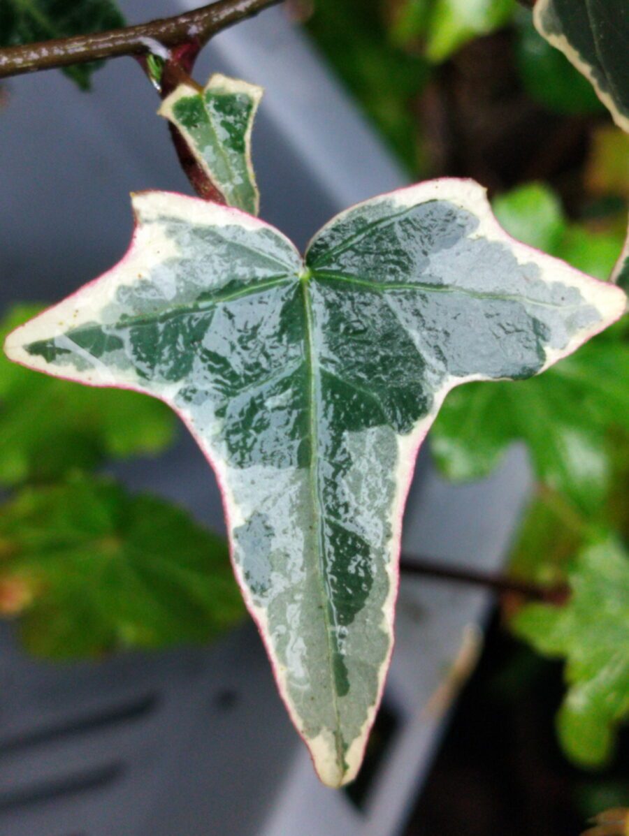 Hedera helix 'Helena'