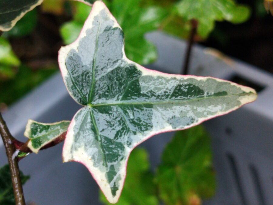 Hedera helix 'Helena'