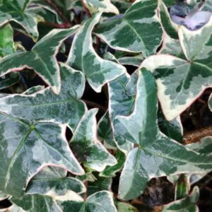 Hedera helix ‘Helena’ – Lierre d’ornement