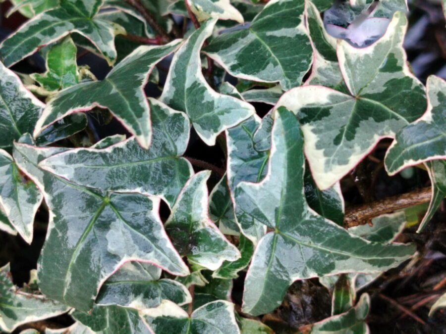 Hedera helix 'Helena'