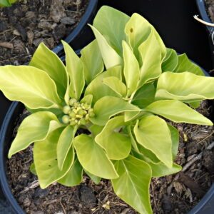 Hedera helix 'Humpty Dumpty' - Ornamental ivy