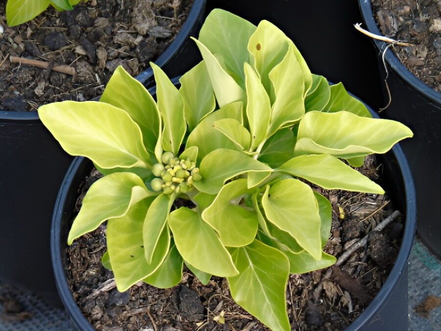 Hedera helix 'Humpty Dumpty'