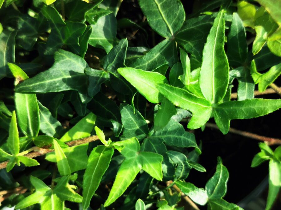 Hedera helix 'Jake'