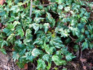 Hedera helix 'Kaleidoscope'