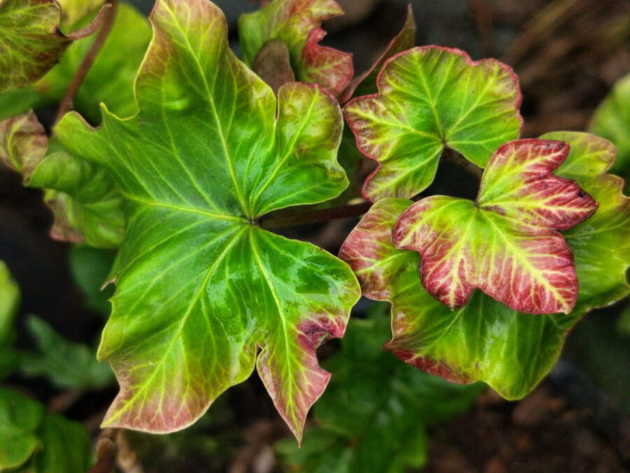 Hedera helix 'Kevin'