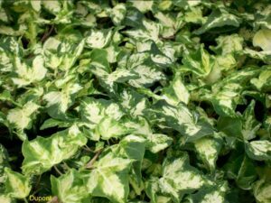 Hedera helix 'Kolibri Willy'