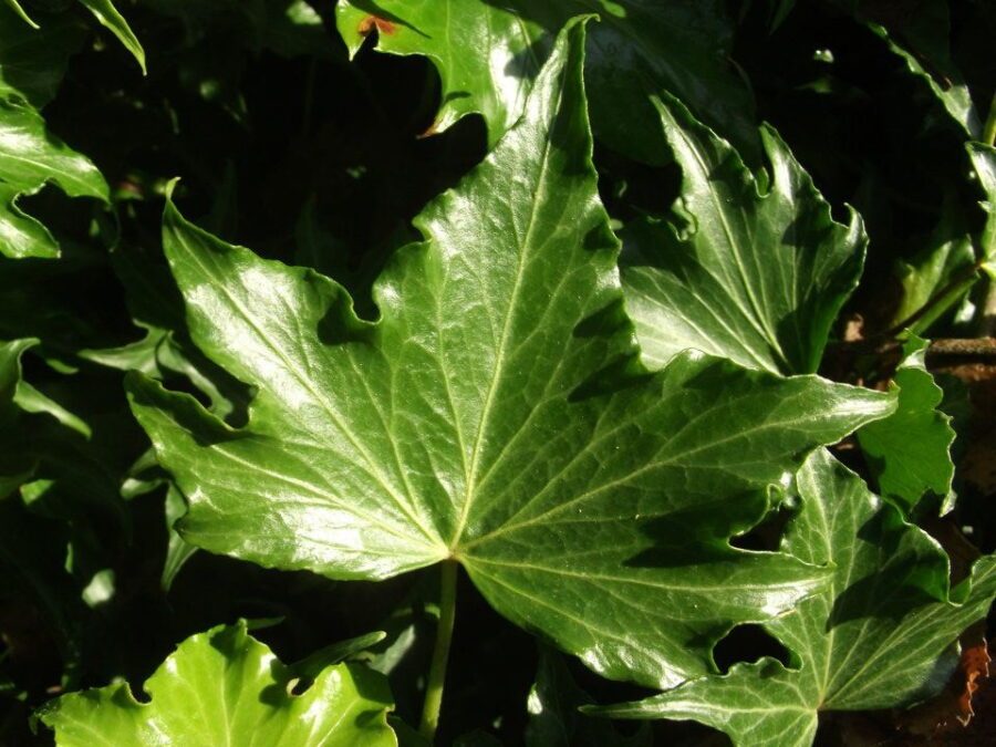 Hedera helix 'Lalla Rokh'